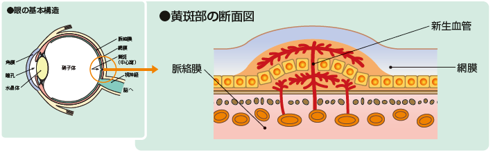 黄斑部の断面図
